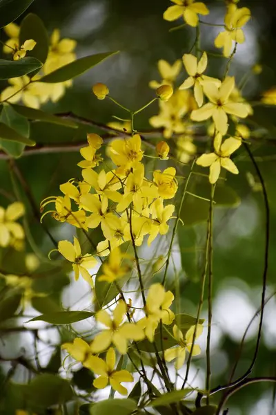 Bund gelber Blumen — Stockfoto