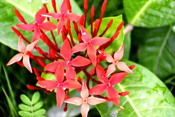 Een heleboel verse rode bloemen — Stockfoto