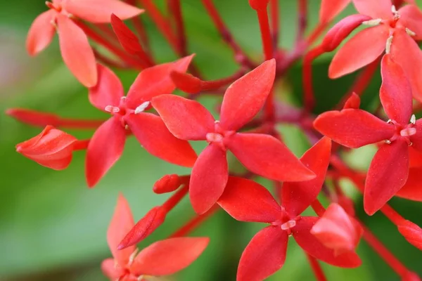 Een heleboel verse rode bloemen — Stockfoto