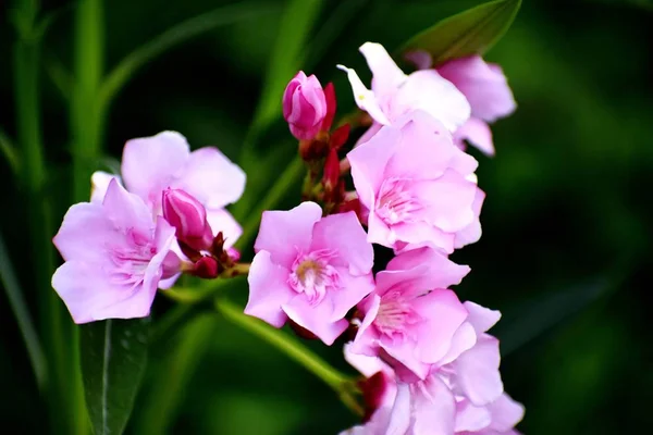 Mooie roze bloemen en de plant — Stockfoto