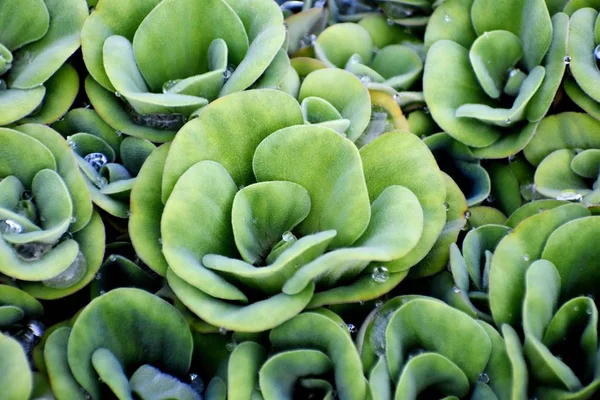 Eine gemusterte dekorative Wasserpflanze — Stockfoto