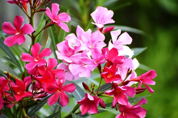 美しいピンクの花とその植物 — ストック写真
