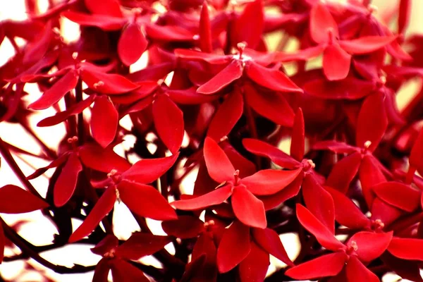新鮮な赤い花の束 — ストック写真