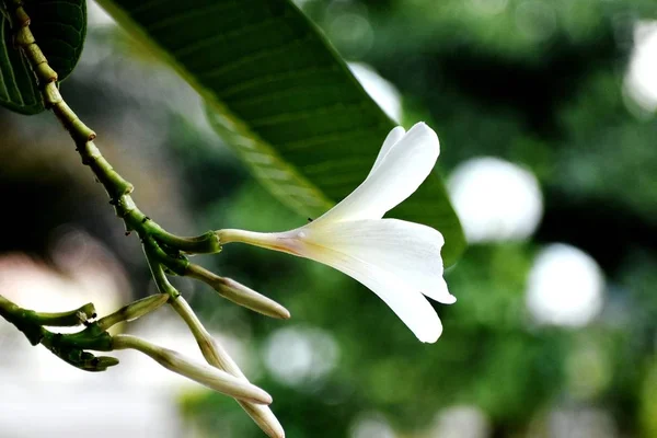 Snap van mooie frisse stelletje witte bloemen — Stockfoto