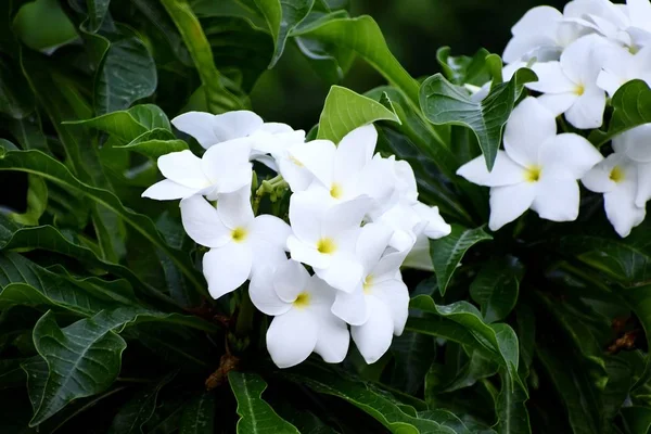 Snap de beau bouquet frais de fleurs blanches — Photo