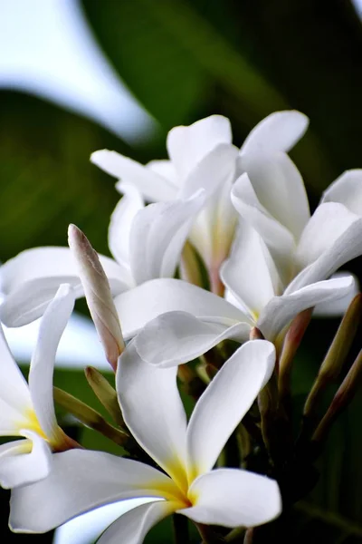 Snap av vackra fräscha gäng vita blommor — Stockfoto
