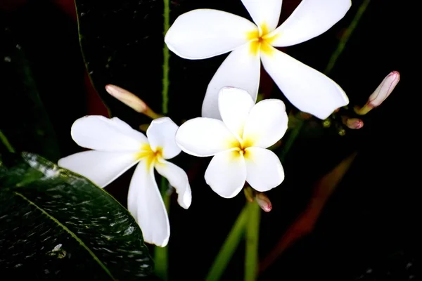 Snap van mooie frisse stelletje witte bloemen — Stockfoto
