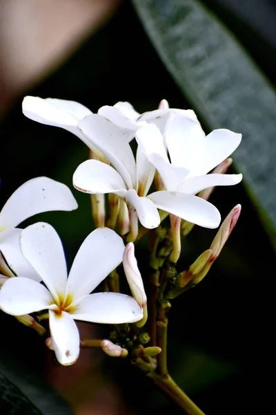 Snap de beau bouquet frais de fleurs blanches — Photo
