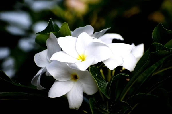 Snap de beau bouquet frais de fleurs blanches — Photo