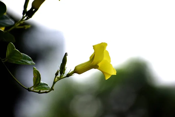 Un beau claquement de fleur jaune — Photo