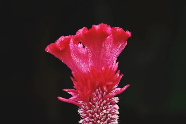 Λουλούδι άνθισε στον κήπο μου — Φωτογραφία Αρχείου