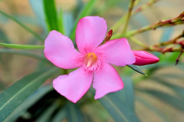 Beau claquement de fleur simple — Photo