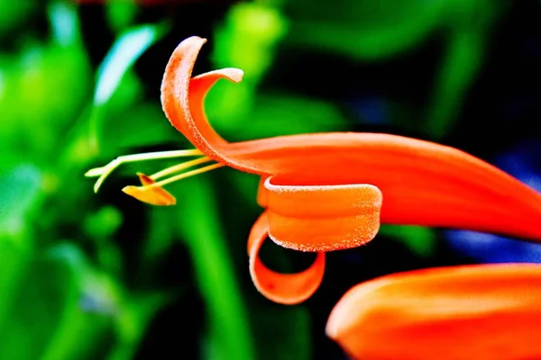 Fleur fleurie dans mon jardin — Photo