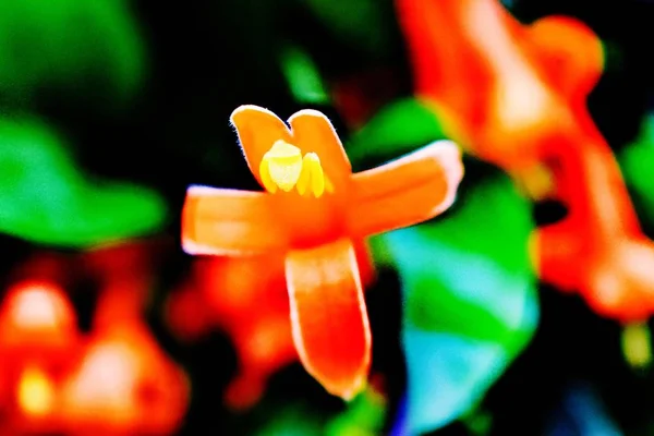 Blomma Blomade i min trädgård — Stockfoto