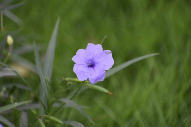 Tek çiçek güzel snap