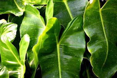 Güzel dekoratif Bitki Snap