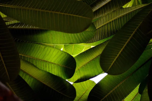 Doğanın Güzelliği Yeşil izin Snap — Stok fotoğraf