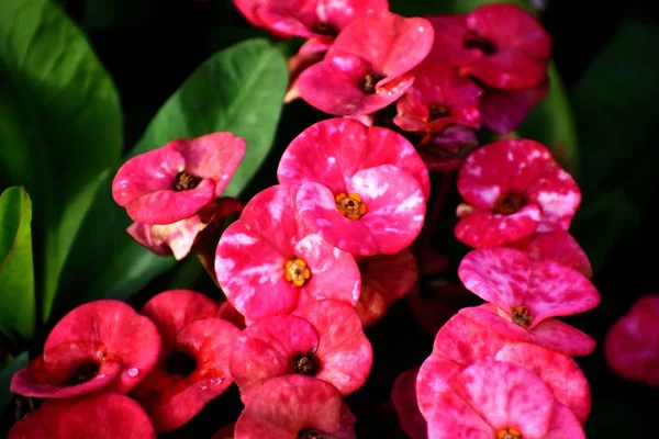 Bloeiende plant en bos van mooie roze bloem — Stockfoto