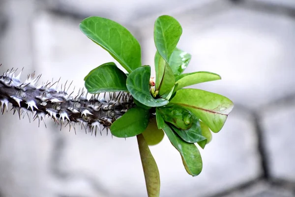 美しい装飾植物のスナップ — ストック写真