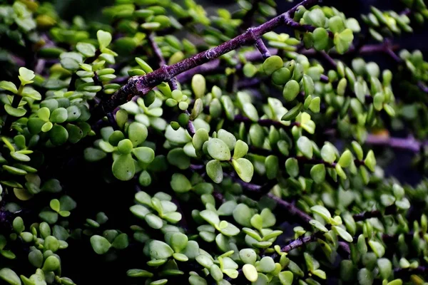 Снимок красивого декоративного растения — стоковое фото