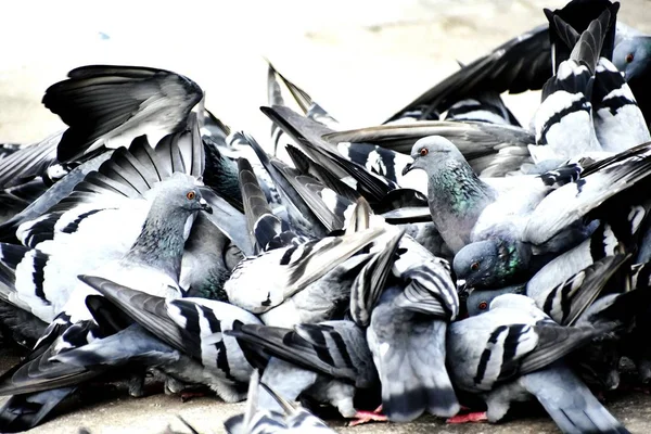 Um grupo de pombos na minha terra — Fotografia de Stock