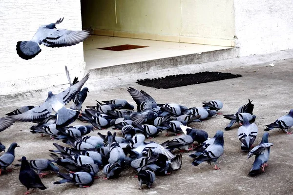 Um grupo de pombos na minha terra — Fotografia de Stock