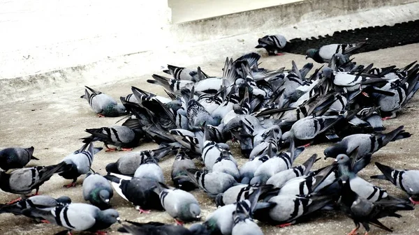 Um grupo de pombos na minha terra — Fotografia de Stock