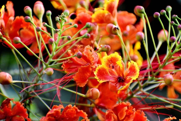 Close-up van saffraan en gele bloem — Stockfoto