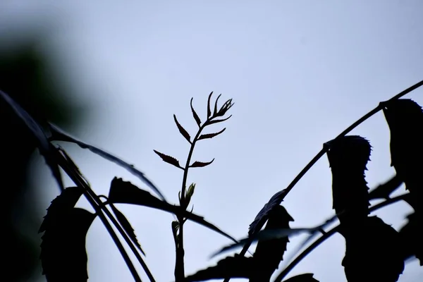 Um belo piscar de olhos de novas folhas de plantas — Fotografia de Stock