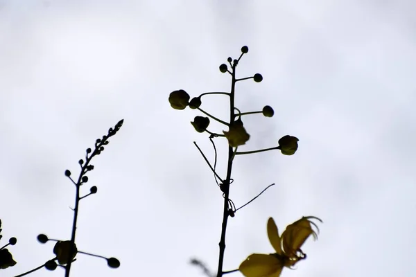 Um belo piscar de olhos de novas folhas de plantas — Fotografia de Stock