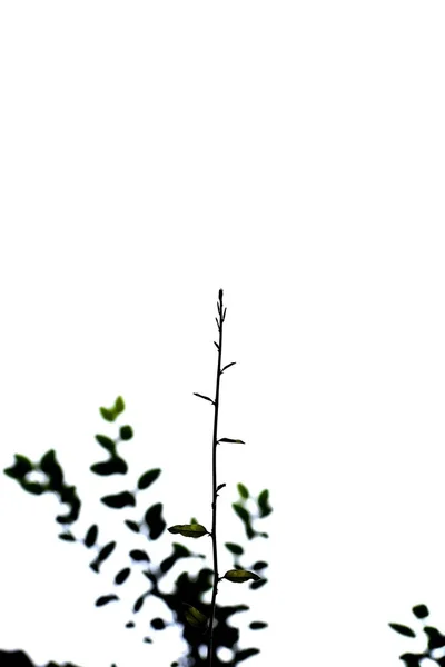 Ein schöner Schnappschuss der neuen Blätter der Pflanzen — Stockfoto