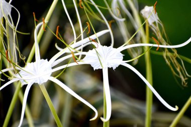Beyaz Çiçeklerin şaklatması