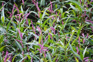 Pembe Çiçeklerin Şipşakları