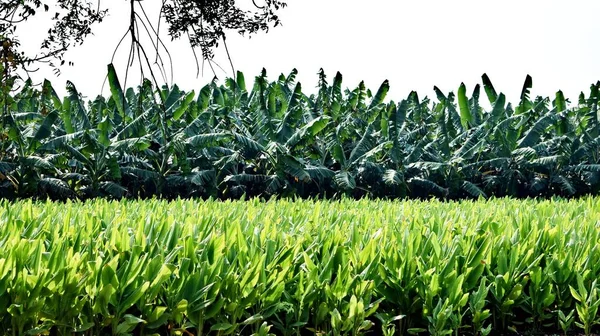 Agricultura Actividad Rural India — Foto de Stock