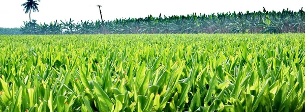 Rolnictwo Wiejskie Indiach — Zdjęcie stockowe