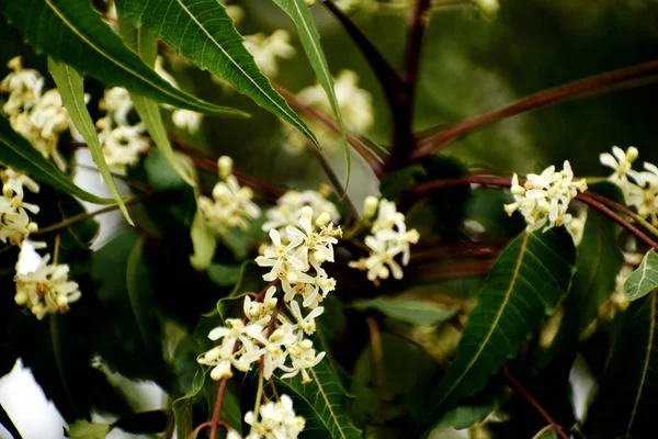 Bunch White Flowers — Stock Photo, Image