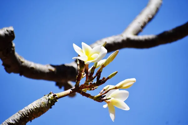 Stelletje Witte Bloemen Tegen Blauwe Lucht — Stockfoto