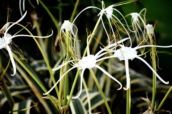 Estalo Flor Branca — Fotografia de Stock