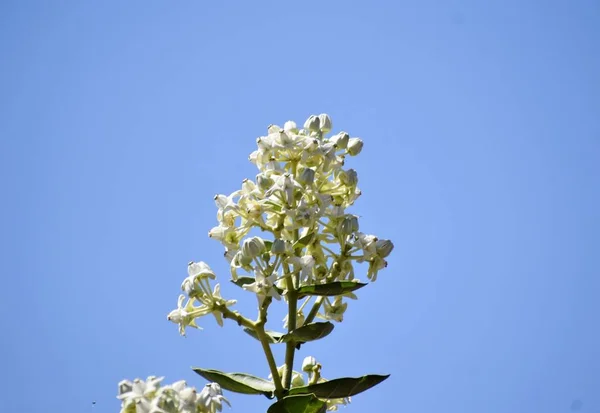 Bunch White Flowers — Stock Photo, Image