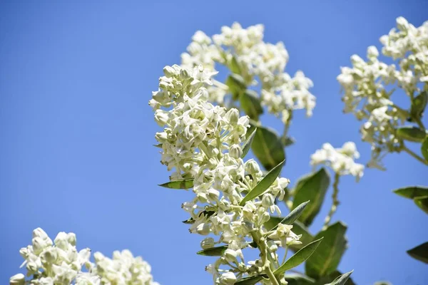 Bunch White Flowers — Stock Photo, Image