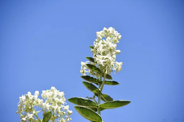 Bunch White Flowers — Stock Photo, Image