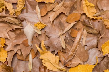 Kurutulmuş yaprakları arka plan. Yaratıcı sonbahar düzeni. Kenarlık düzenleme. Üstten görünüm.
