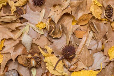 Kurutulmuş yaprak ve kestane arka plan. Yaratıcı sonbahar düzeni. Kenarlık düzenleme. Üstten görünüm.