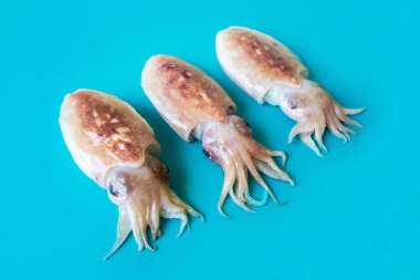 Raw chopitos or little cuttlefish on blue background clipart