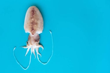 Mavi arka planda çiğ chopito veya küçük mürekkep balığı