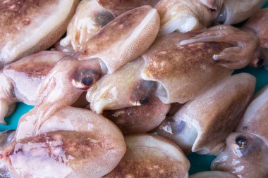 Mavi arka planda çiğ chopitos veya küçük mürekkep balığı