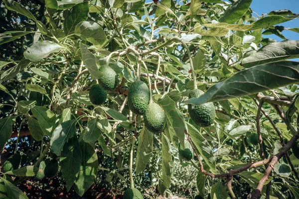 Ομάδα Πράσινων Κόκκων Δέντρο Βιολογικά Τρόφιμα — Φωτογραφία Αρχείου