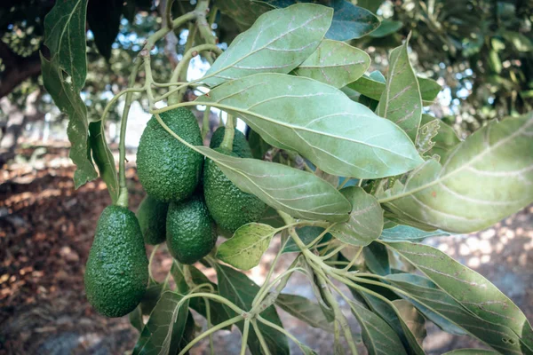 Πράσινη Ομάδα Αβοκάντο Στο Δέντρο Βιολογικά Τρόφιμα — Φωτογραφία Αρχείου