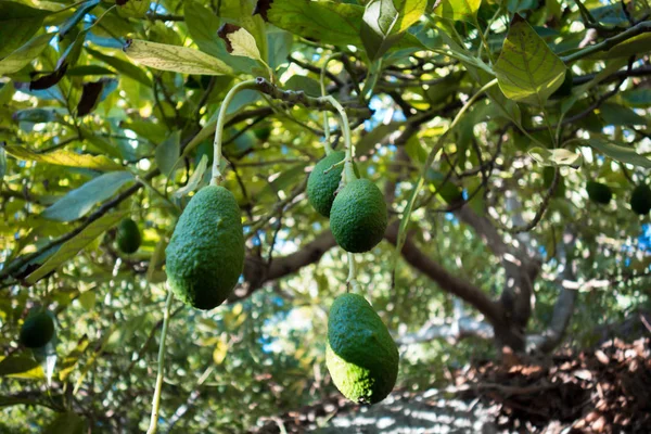 Ağaçta Yeşil Avokado Grubu Organik Gıda — Stok fotoğraf