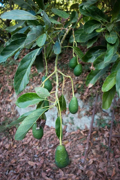 Πράσινη Ομάδα Αβοκάντο Στο Δέντρο Βιολογικά Τρόφιμα — Φωτογραφία Αρχείου